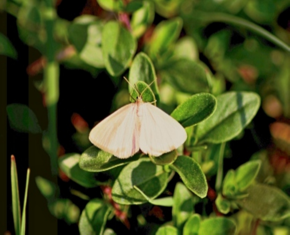 IDENTIFICAZIONE FARFALLE PARCO DEL TICINO